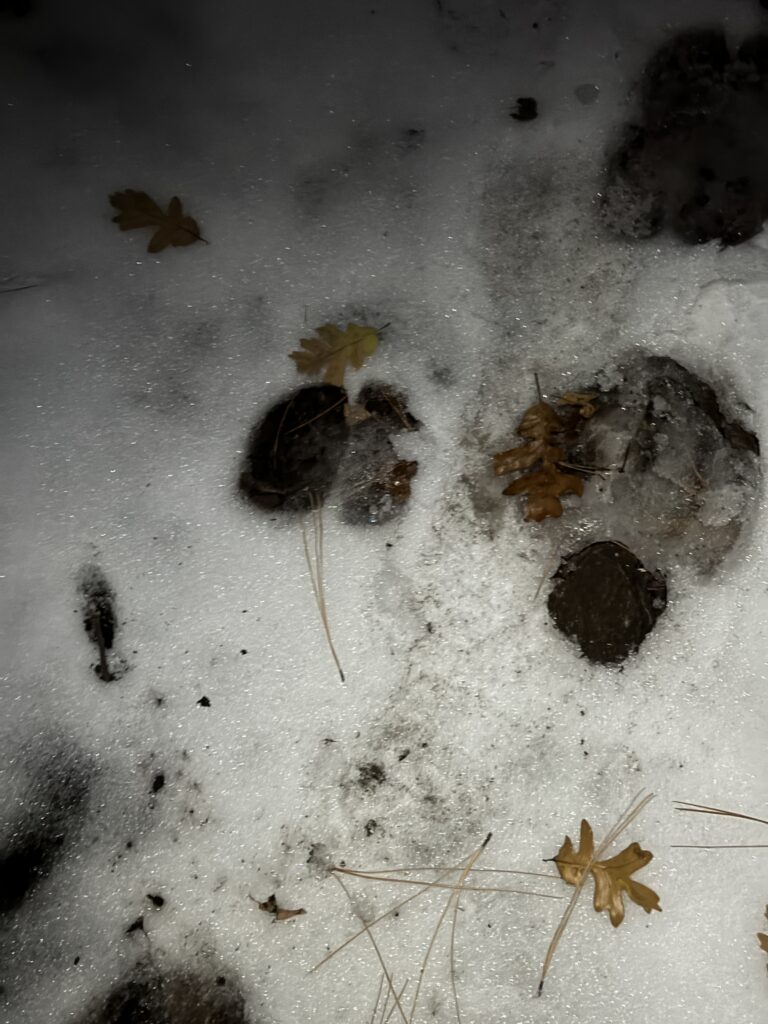 Wapitispuren im Schnee
