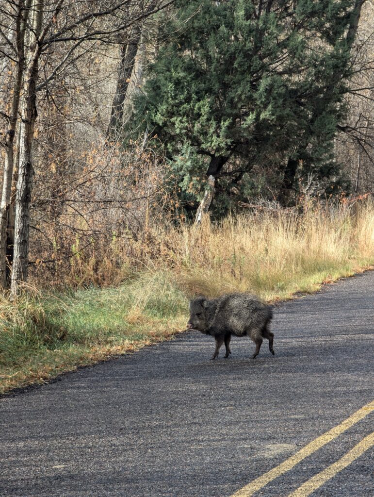 Ein Javelina quert die Straße