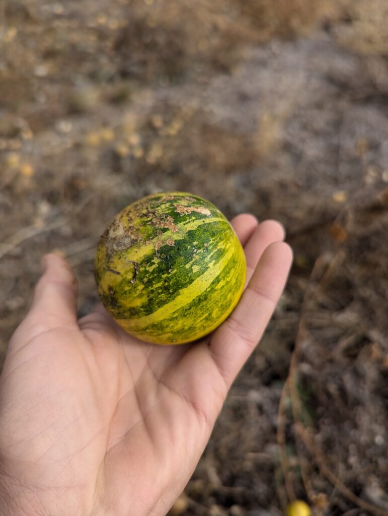 Kojoten-Melone