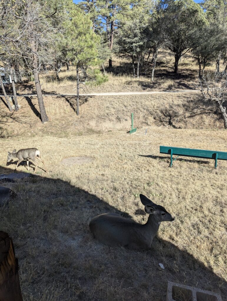 Rehe am Burro Mountain Homestead
