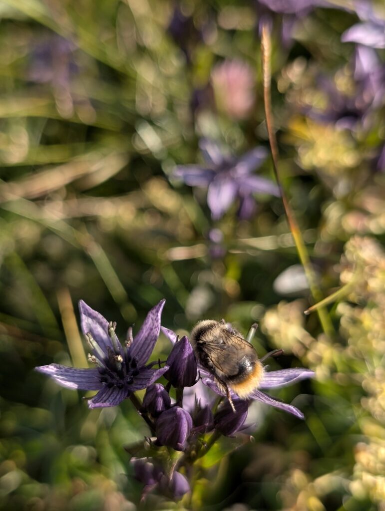 Biene auf Blumen