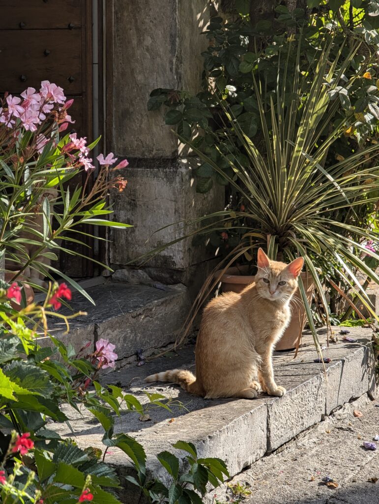 Katze in Lescun