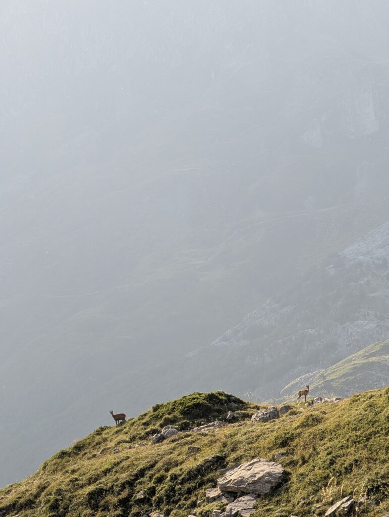 Bergziegen