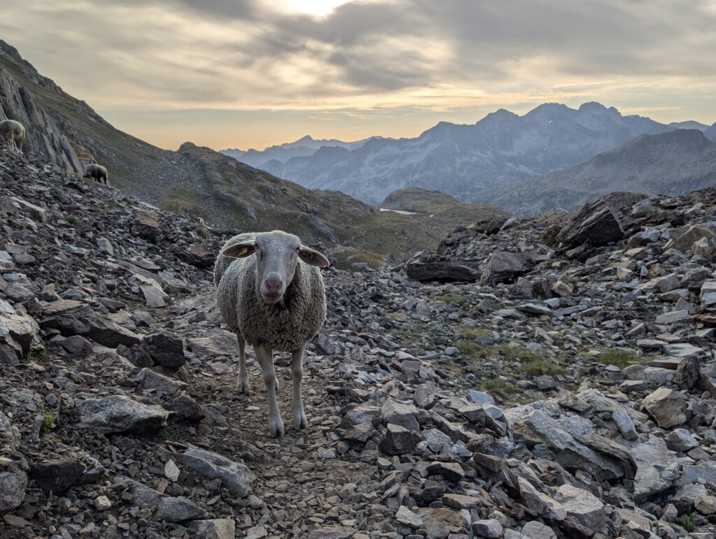 Schaf auf dem Abstieg vom Col de la Fache