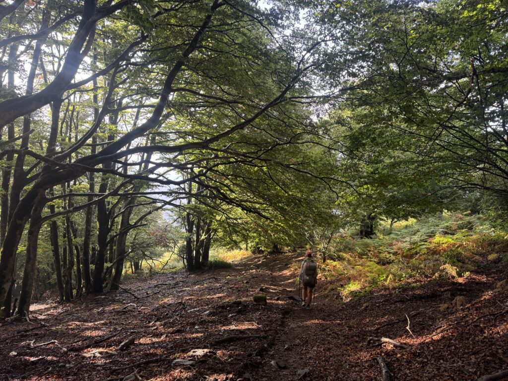 Wald am letzten Morgen auf dem HRP
