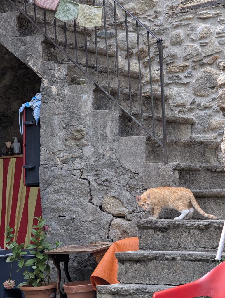 Katze am Refugi d’Alós