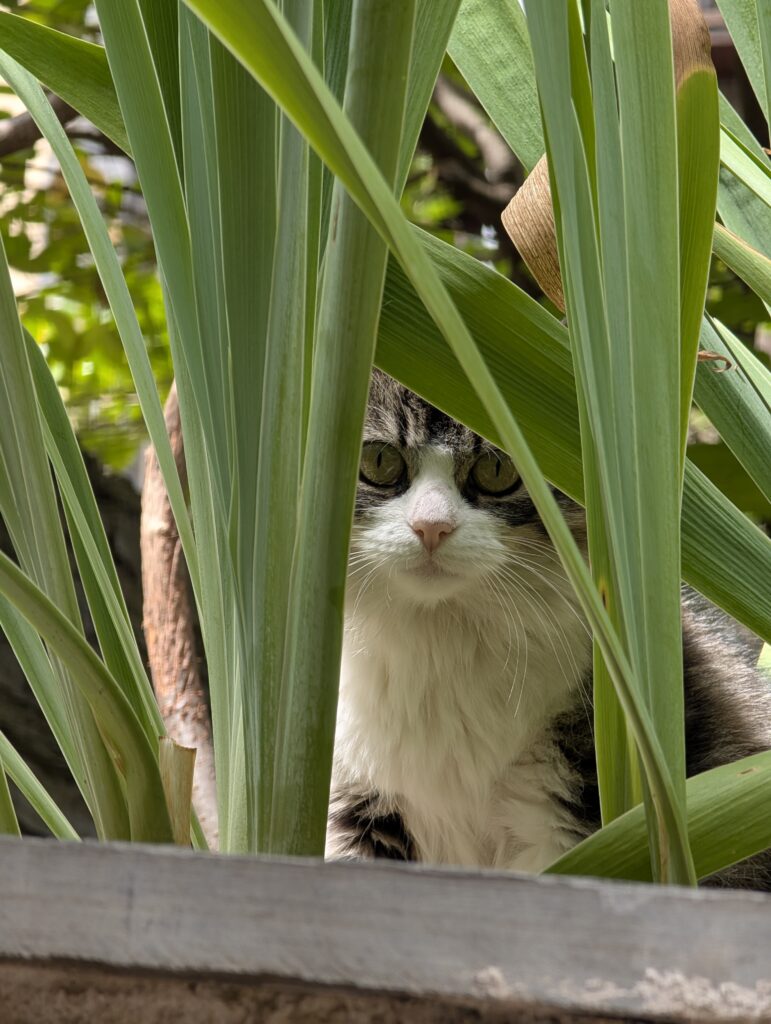Katze in La Massana