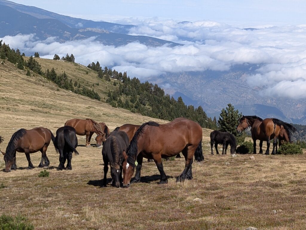 Abstieg zum Refuge de Mariailles