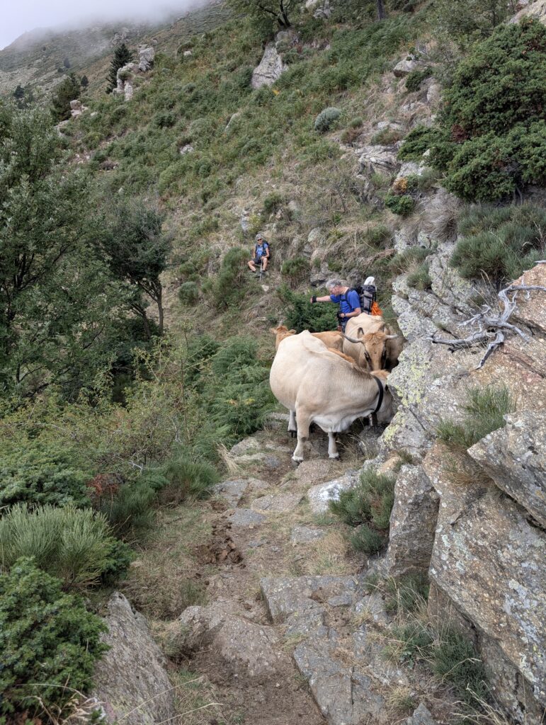 Kuhblockade auf dem Trail