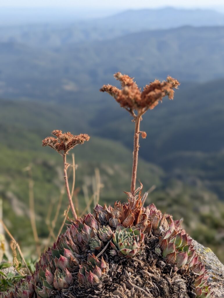 Die Vegetation verändert sich
