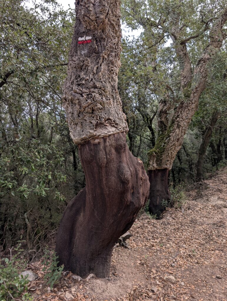 Korkeichen am Wegesrand