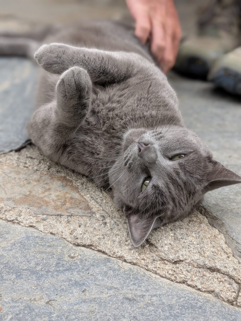 Katze in Banyuls-sur-Mer