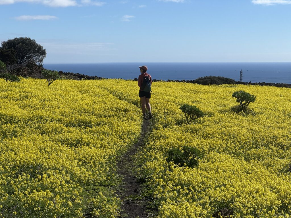 Gelbe Blumenteppiche überziehen die sonst karge Vulkanlandschaft