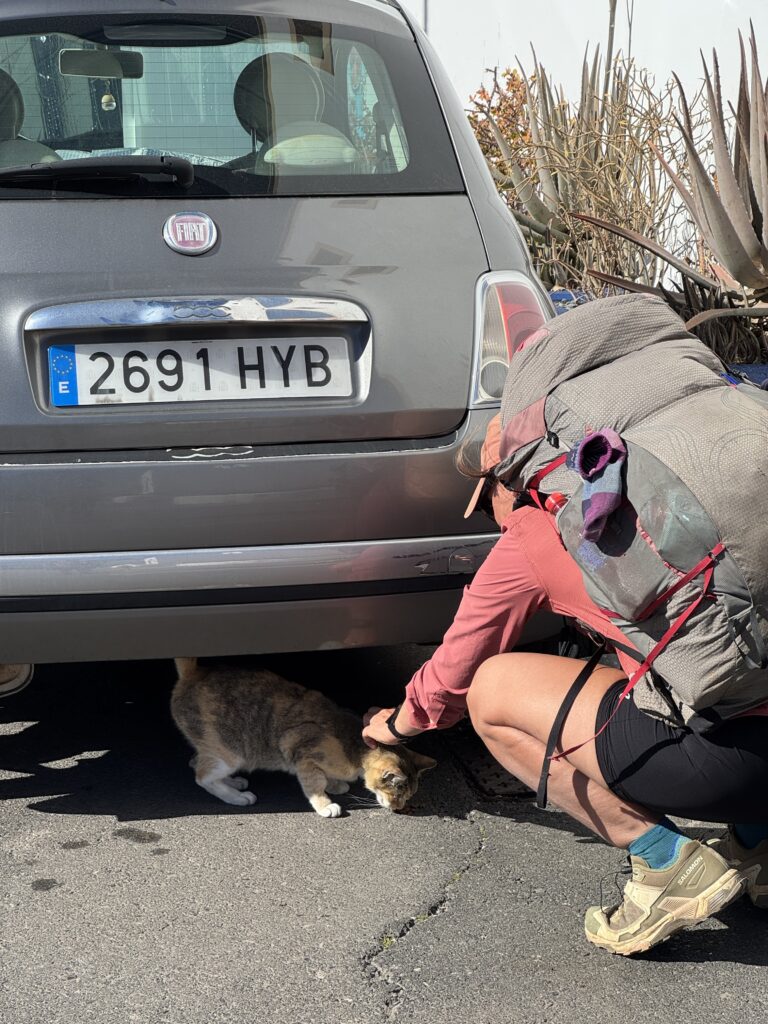 Letzte Katze auf Gran Canaria