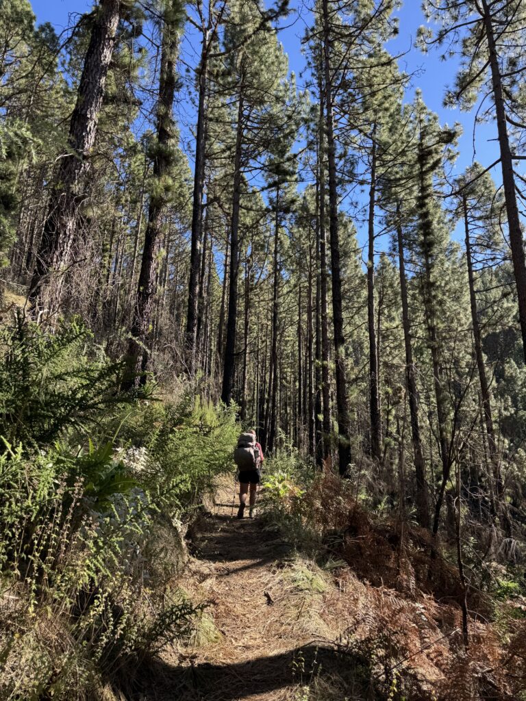 Waldweg auf dem GR 131