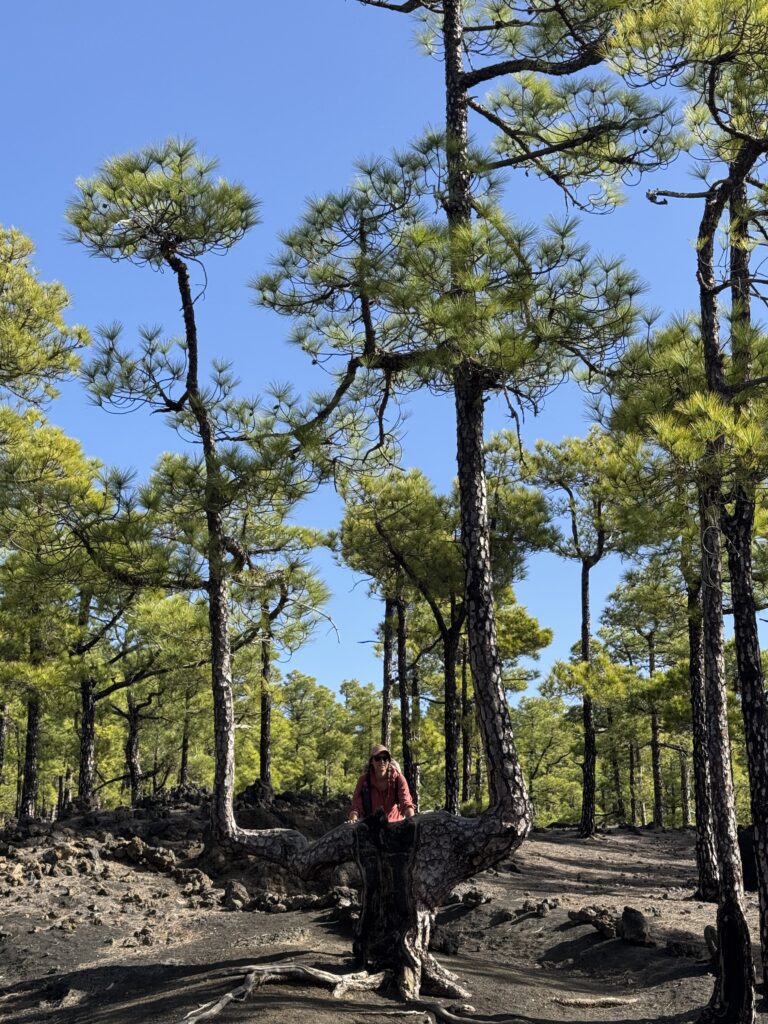 Aufstieg durch den Wald