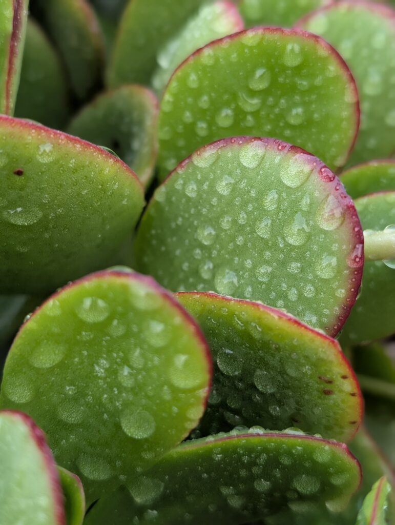 Vegetation in den Lavafeldern