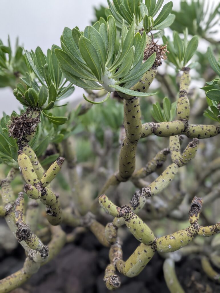 Vegetation in den Lavafeldern