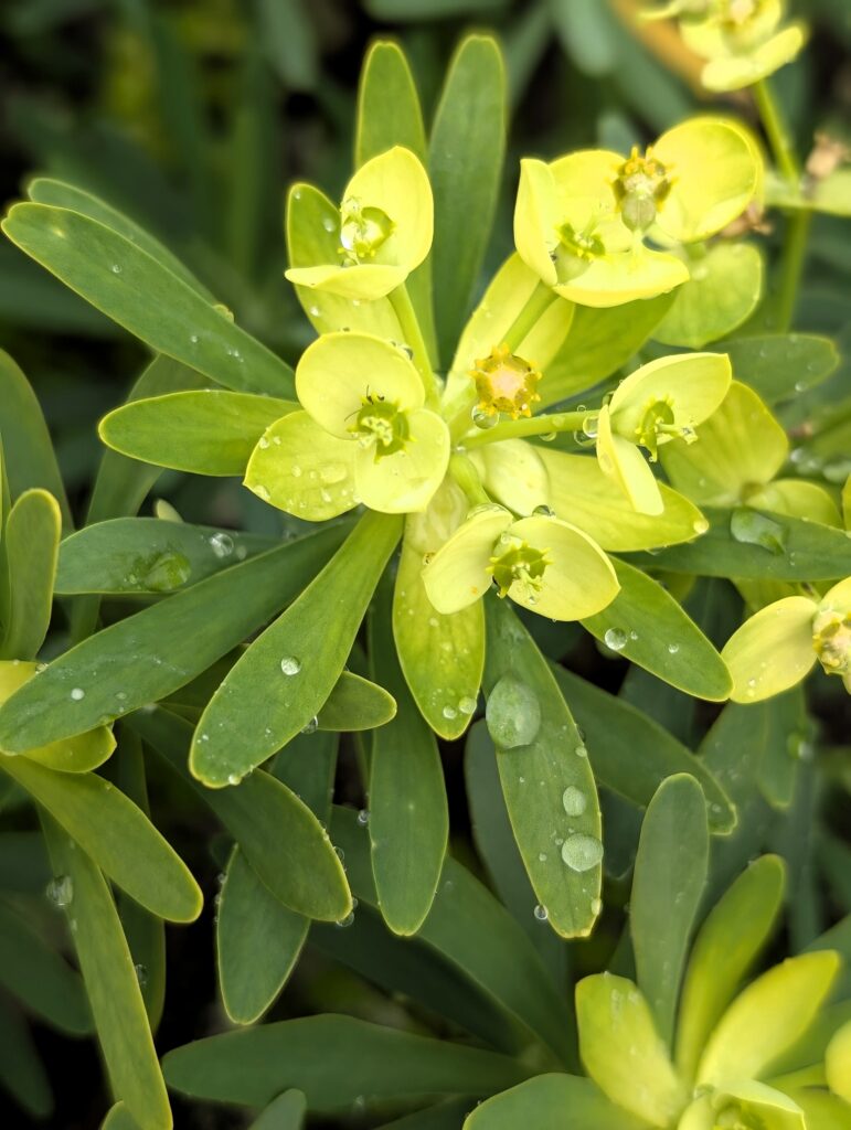 Vegetation in den Lavafeldern