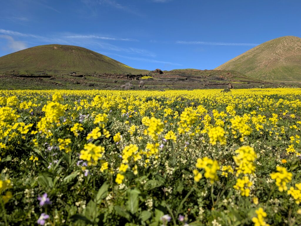 Gelbe Blumenteppiche überziehen die sonst karge Vulkanlandschaft