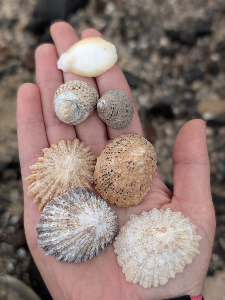 Fundstücke vom Meer