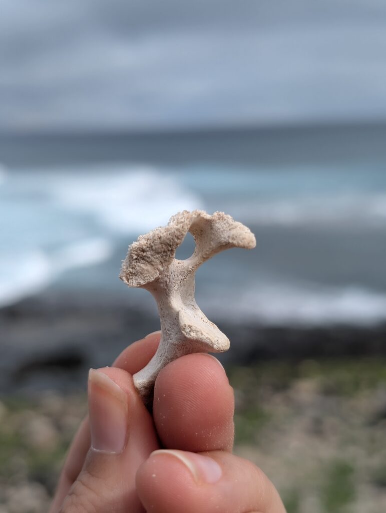 Fundstücke vom Meer