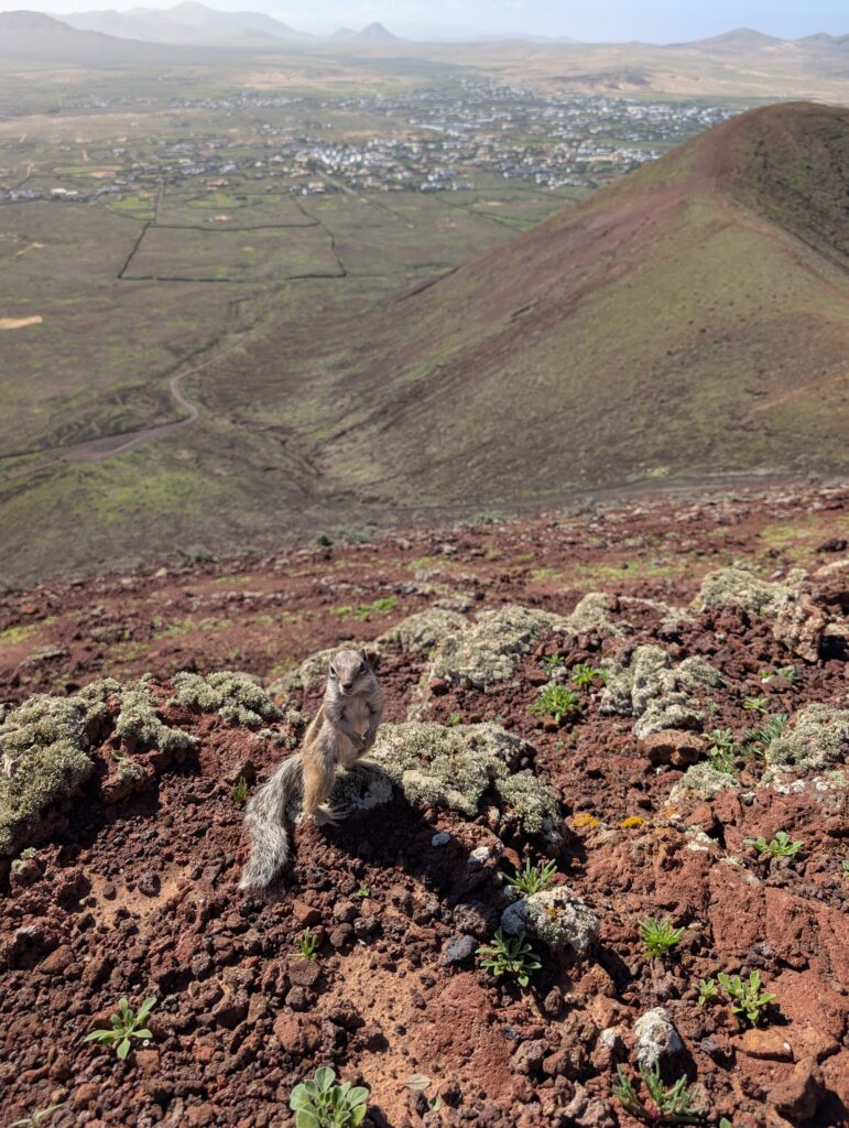 Streifenhörnchen am Calderón Hondo