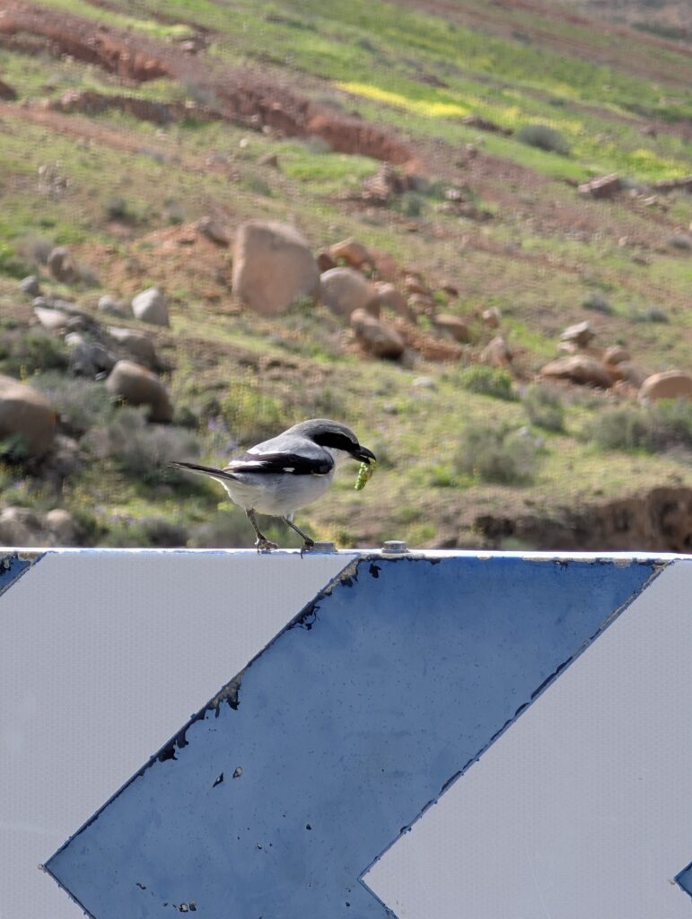 Raubwürger mit Beute