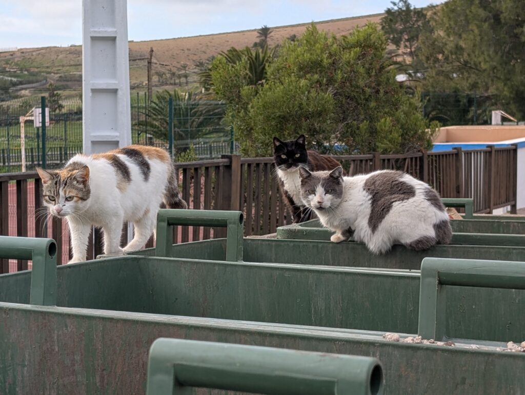 Trash Kitties in Cardón