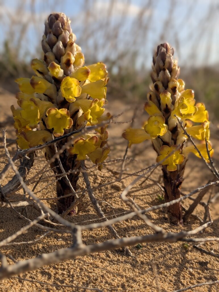 Wüstenhyazinthen in El Jable