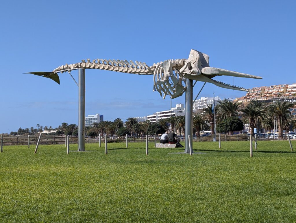 Pottwalskelett in Morro Jable