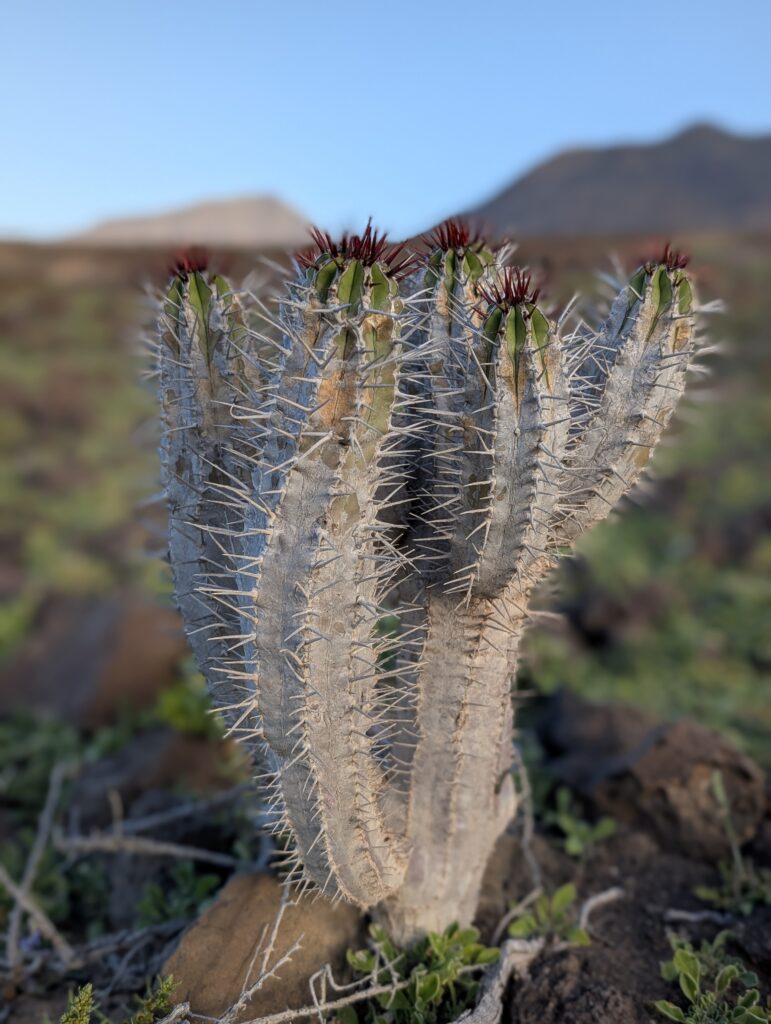 Cardón de Jandía, endemische Pflanze auf der Jandía Halbinsel