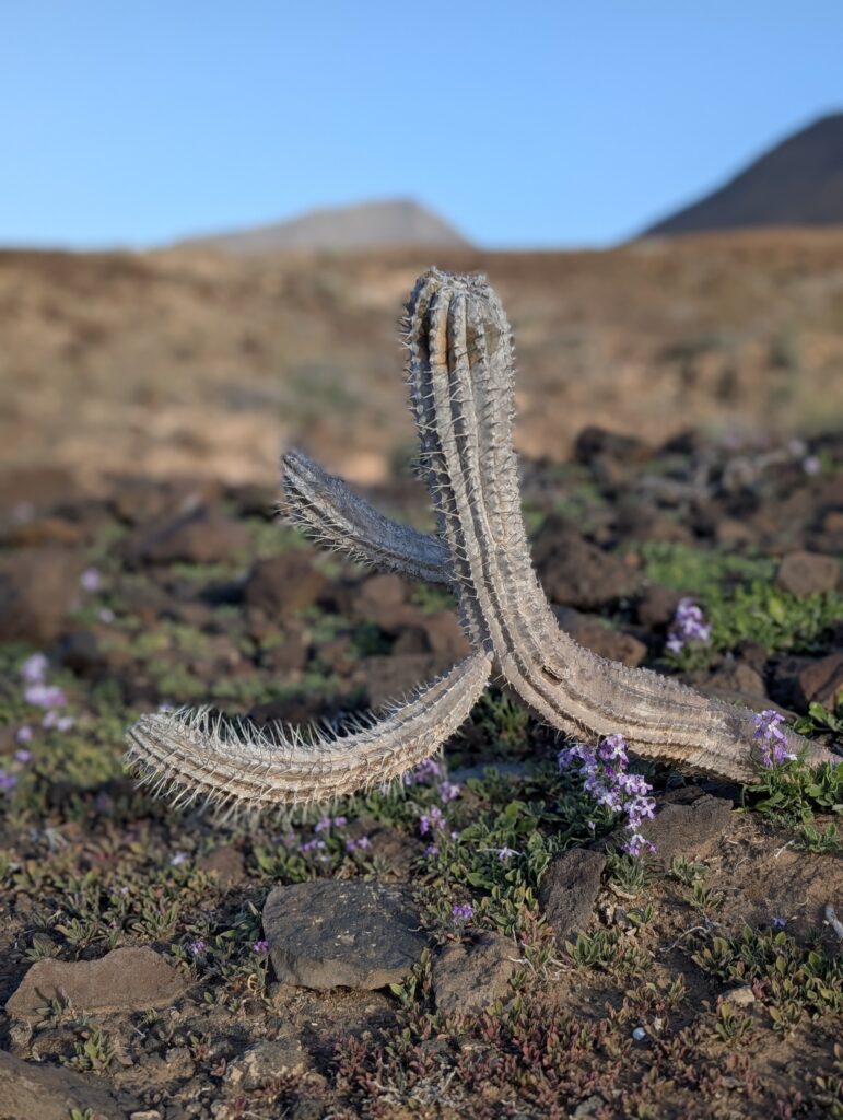 Kaktus in Kampfposition