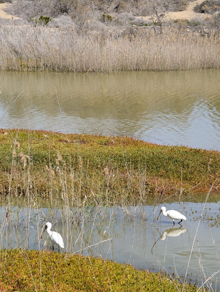Löffler in der Lagune La Charca de Maspalomas