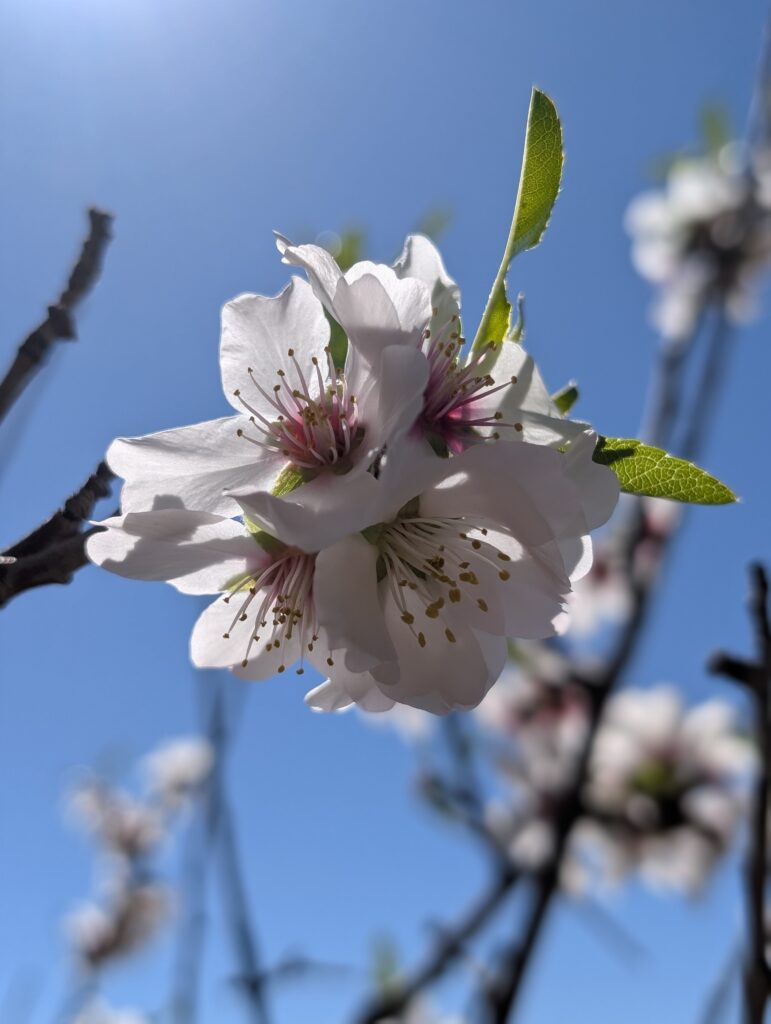 Mandelbaumblüten