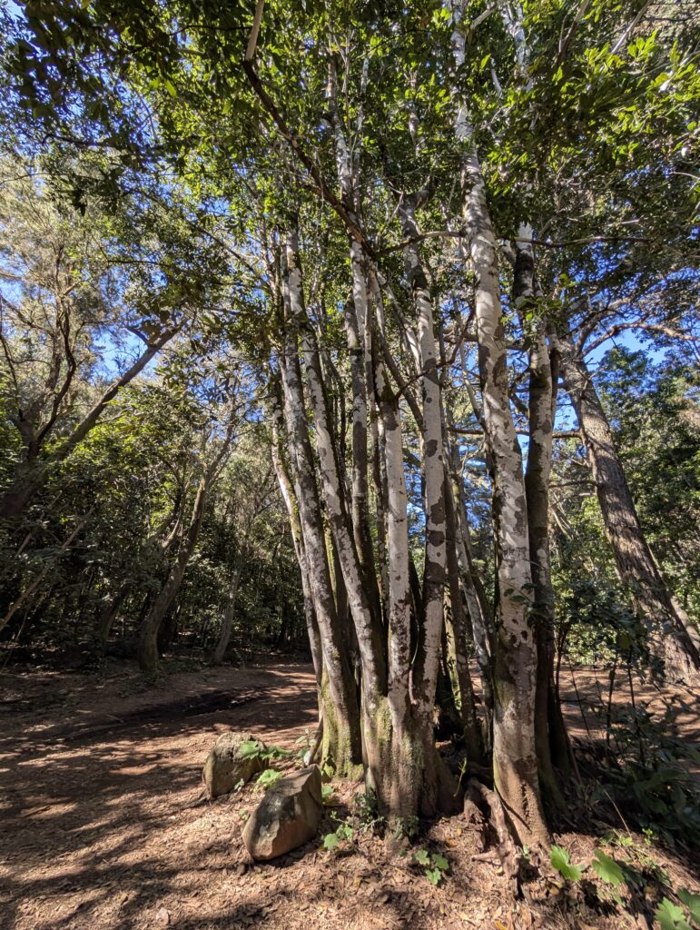 Der GR 131 auf Teneriffa führt zunächst durch Wald