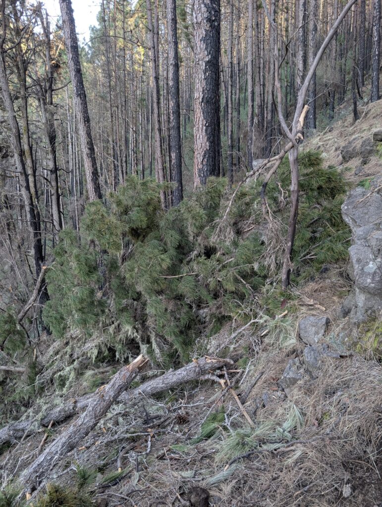 Blowdowns auf dem Trail
