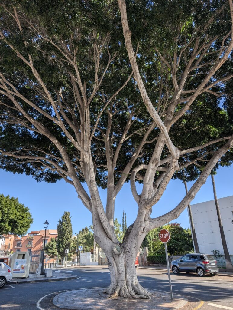 Arona – Ende des GR 131 auf Teneriffa