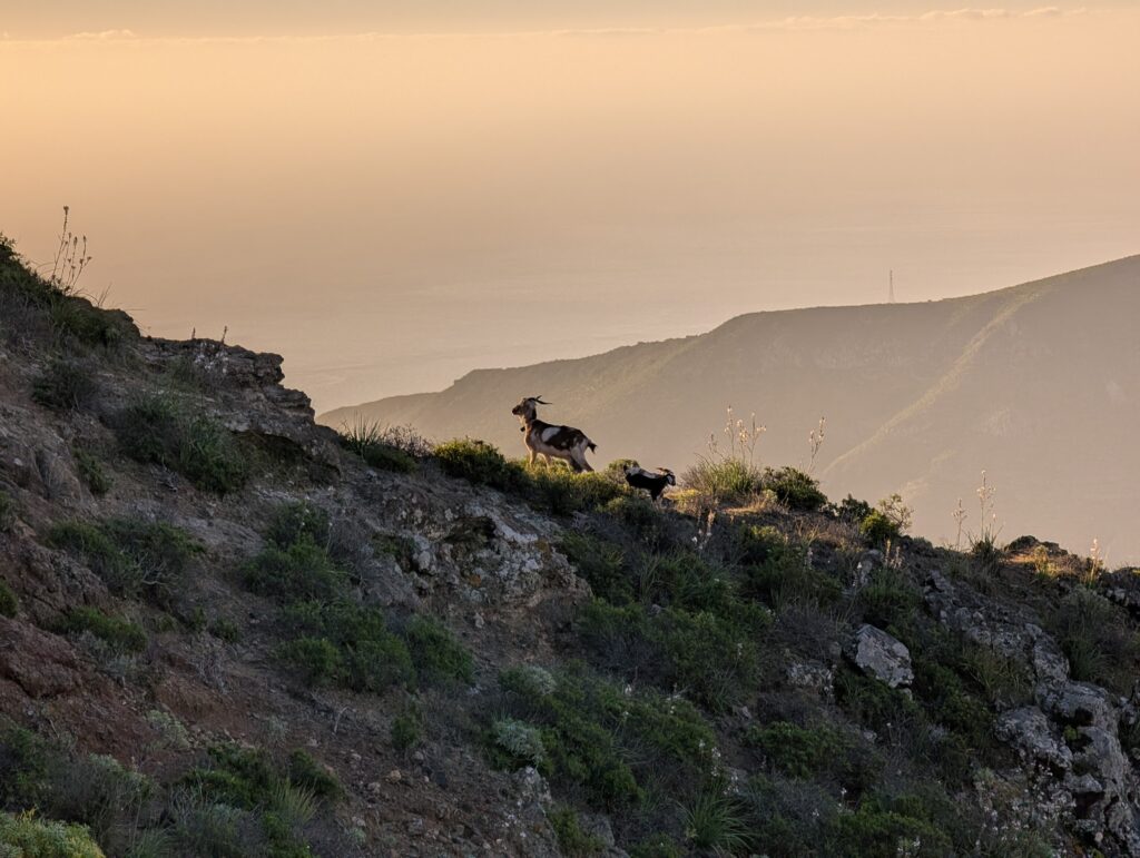 Ziegen im Sonnenaufgang