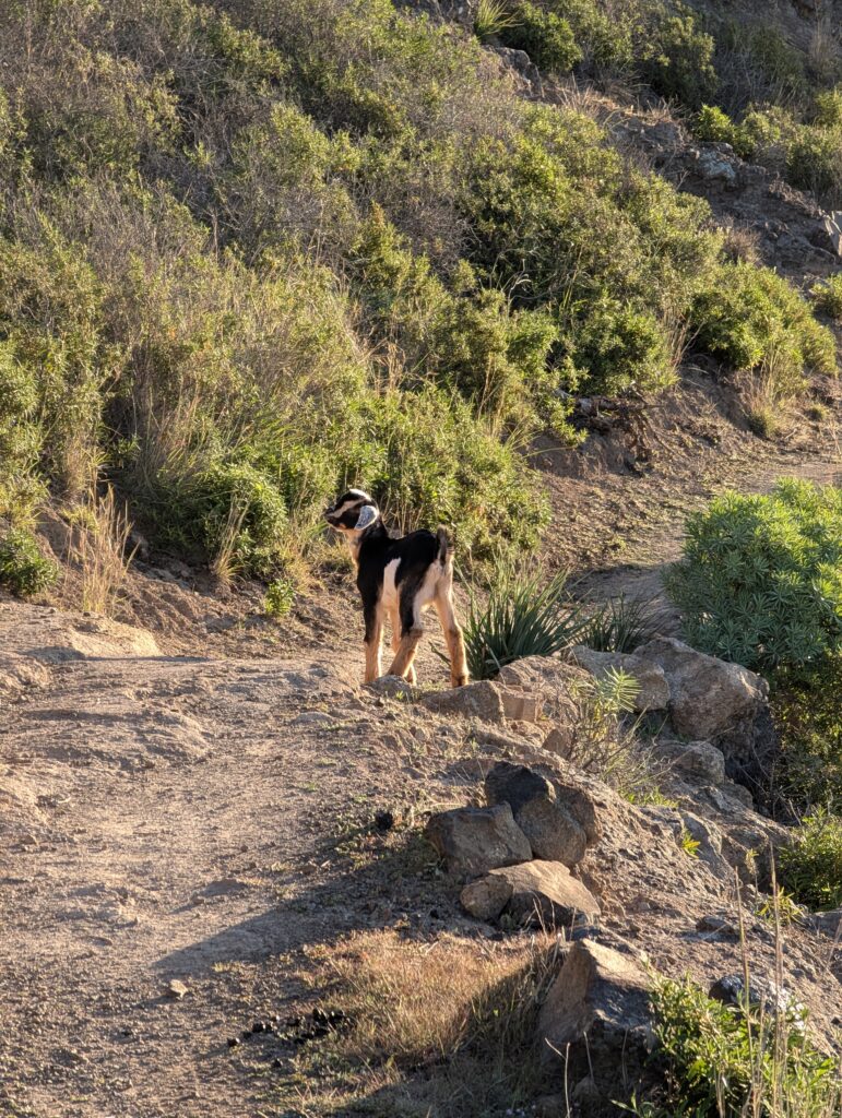 Zicklein auf dem GR 132