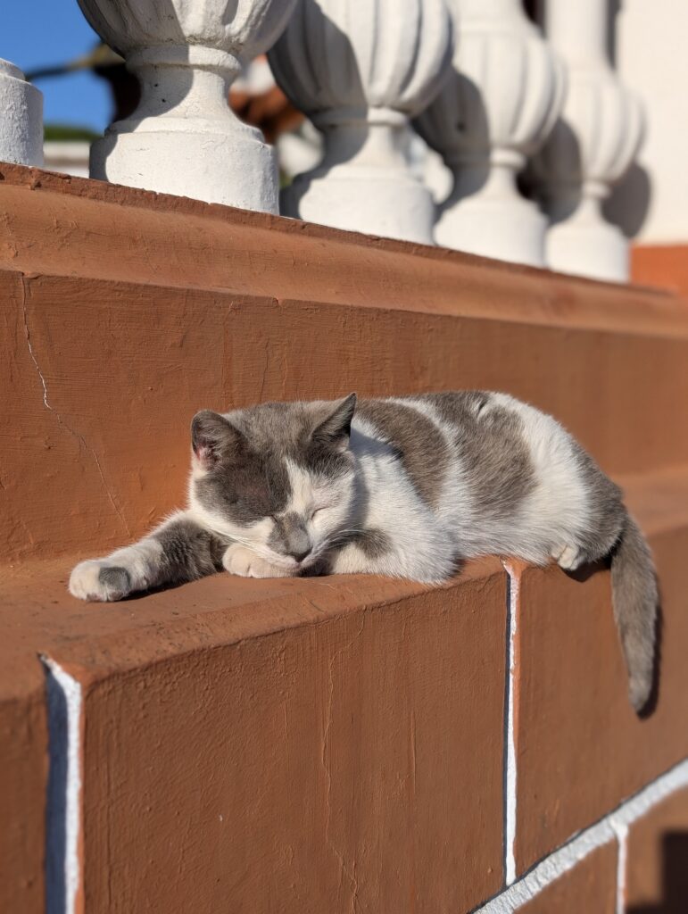 Katze in Fuencaliente