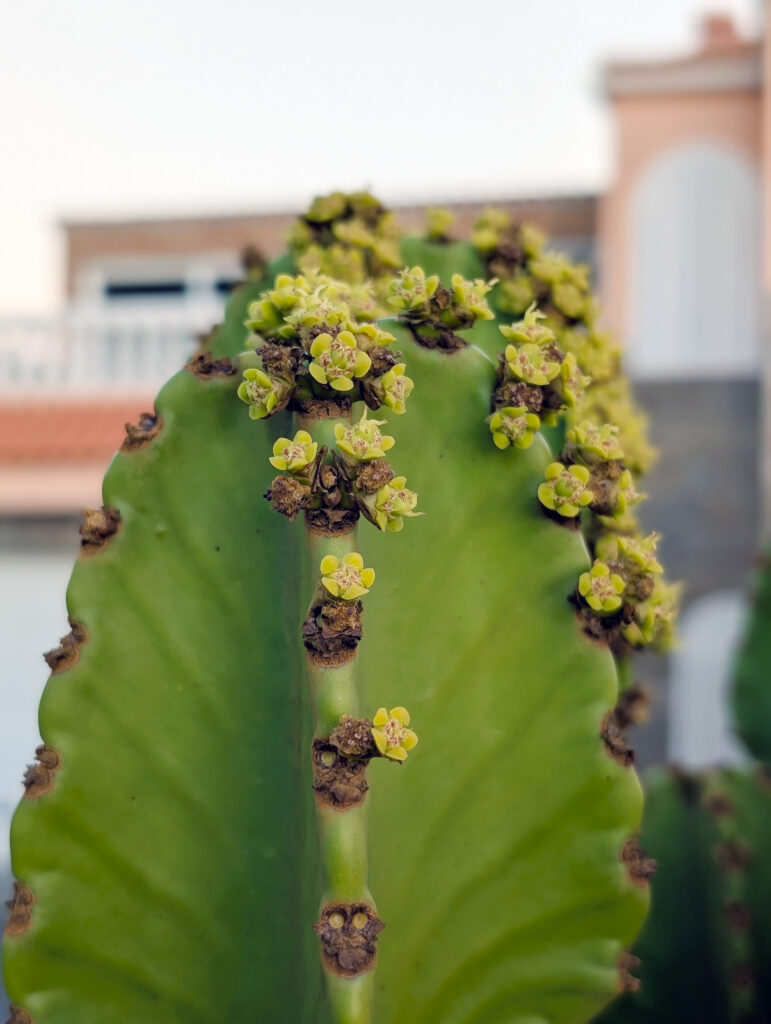 Pflanzen in Fuencaliente