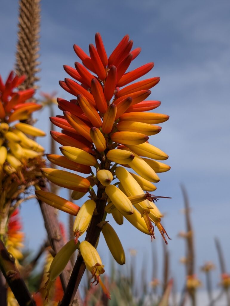 Pflanzen in Fuencaliente