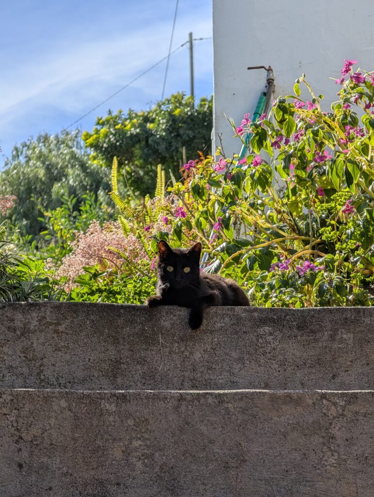 Katze in Villa de Valverde