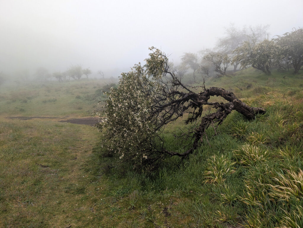 Windgebeugte Zypresse