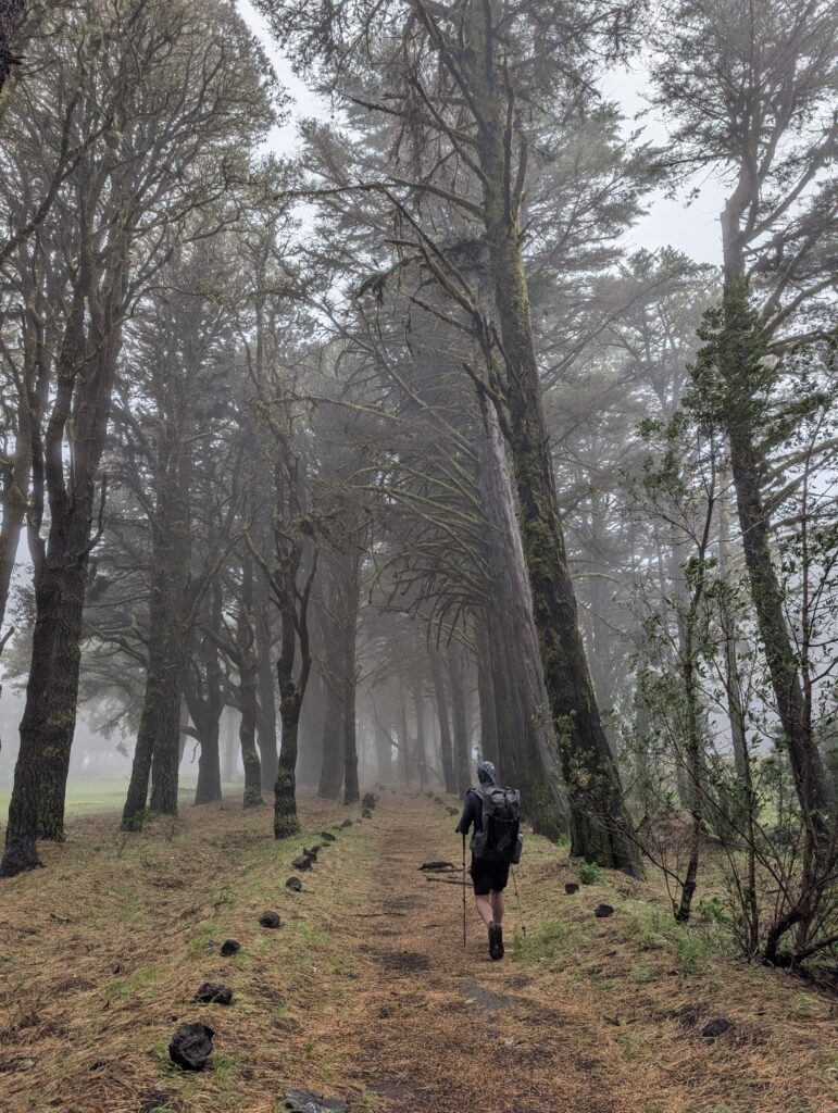 Feuchter Nebelwald auf El Hierro