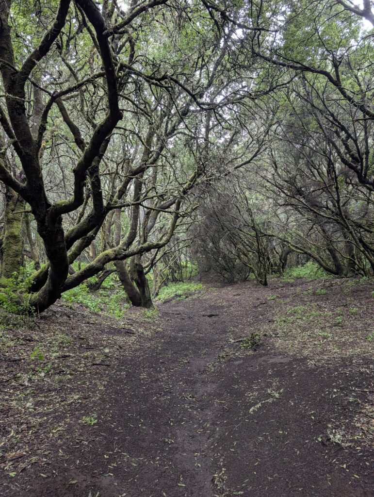 Laurisilva-Wald auf El Hierro