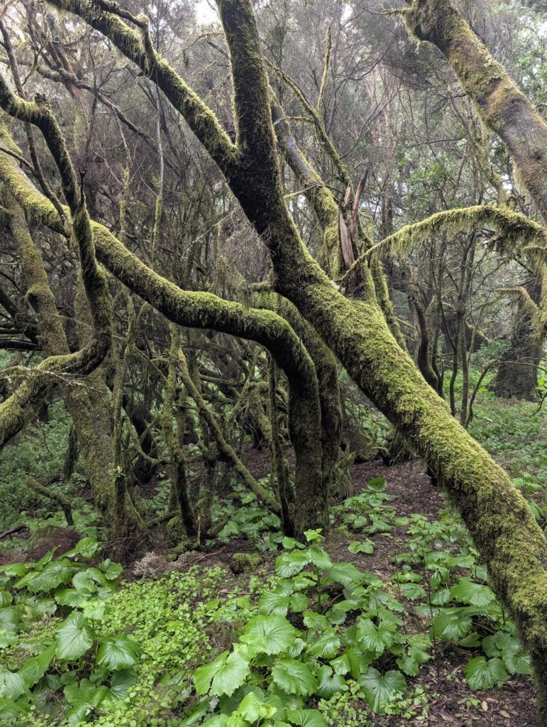 Laurisilva-Wald auf El Hierro