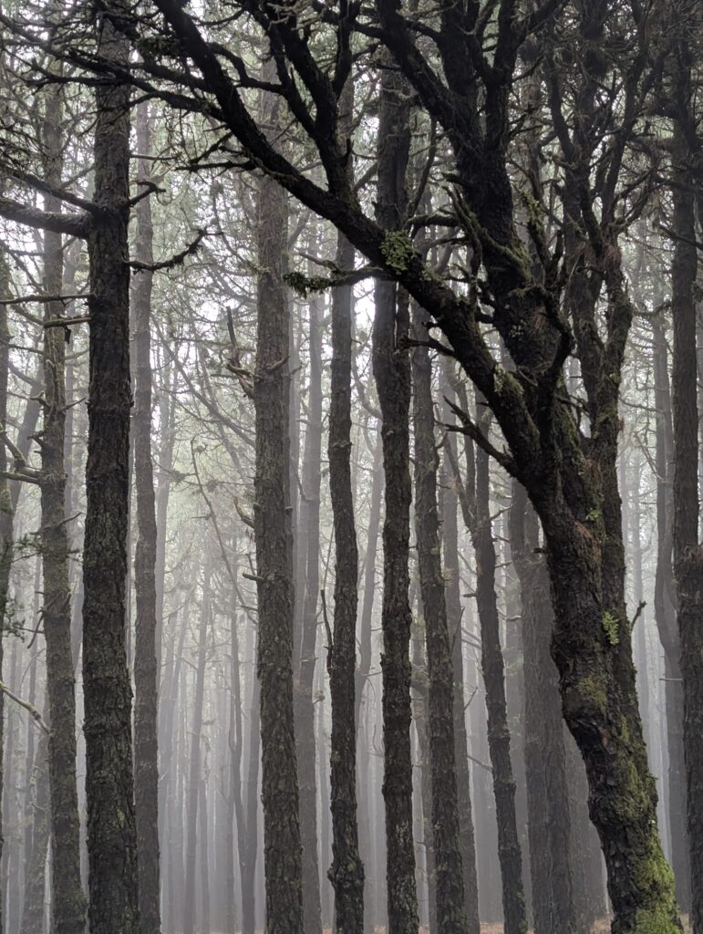 Feucht-kalter Nebelwald auf El Hierro