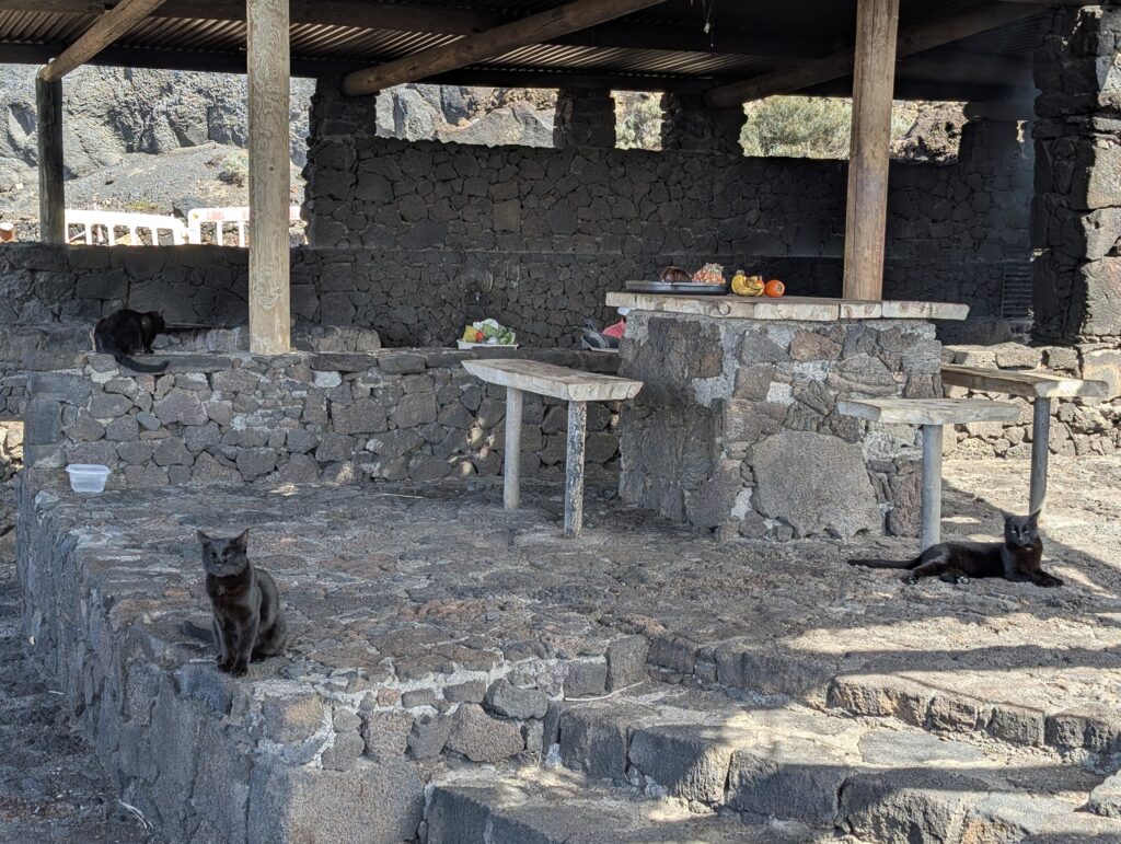 Rastplatz mit Katzen am Punta de Orchilla